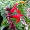 Thumbnail #2 of Salvia greggii by RichSwanner
