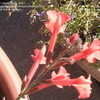 Thumbnail #5 of Salvia  by Marilynbeth