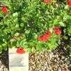 Thumbnail #3 of Salvia greggii by Marilynbeth