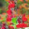 Thumbnail #5 of Salvia greggii by VaMtnDude