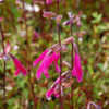 Thumbnail #5 of Salvia buchananii by growin