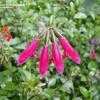 Thumbnail #4 of Salvia buchananii by KMAC