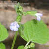 Thumbnail #1 of Salvia tiliifolia by annette68