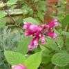 Thumbnail #2 of Salvia involucrata by KMAC