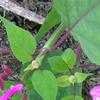Thumbnail #4 of Salvia involucrata by philomel
