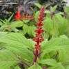 Thumbnail #2 of Salvia confertiflora by KMAC