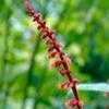 Thumbnail #4 of Salvia confertiflora by EricInSF