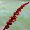 Thumbnail #5 of Salvia confertiflora by EricInSF