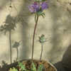 Thumbnail #2 of Salvia carduacea by bonitin