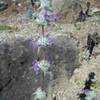 Thumbnail #3 of Salvia carduacea by growin