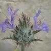 Thumbnail #5 of Salvia carduacea by bonitin