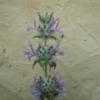 Thumbnail #4 of Salvia carduacea by bonitin