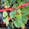 Thumbnail #1 of Salvia regla by Happenstance