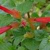 Thumbnail #3 of Salvia regla by htop