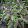 Thumbnail #2 of Salvia officinalis by lehua_mc
