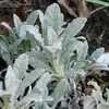 Thumbnail #5 of Salvia cyanescens by Gerris2