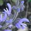 Thumbnail #4 of Salvia cyanescens by Gerris2