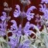Thumbnail #2 of Salvia cyanescens by LawrenceM