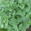 Thumbnail #2 of Salvia verticillata by DonnaMack
