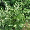 Thumbnail #3 of Salvia verticillata by DonnaMack