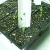 Thumbnail #5 of Salvia patens by ladygardener1