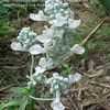 Thumbnail #1 of Salvia farinacea by chicochi3