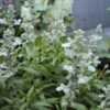 Thumbnail #2 of Salvia farinacea by poisondartfrog