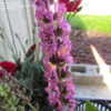 Thumbnail #2 of Salvia nemorosa by weedsfree
