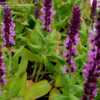 Thumbnail #5 of Salvia nemorosa by RosinaBloom