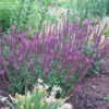 Thumbnail #3 of Salvia nemorosa by fawnandflora
