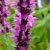 Thumbnail #4 of Salvia nemorosa by RosinaBloom