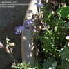 Thumbnail #4 of Salvia muirii by Marilynbeth