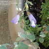 Thumbnail #5 of Salvia muirii by Marilynbeth