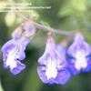 Thumbnail #3 of Salvia muirii by Gerris2