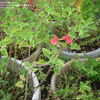 Thumbnail #2 of Salvia microphylla by Marilynbeth