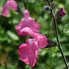 Thumbnail #3 of Salvia microphylla by 01_William