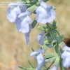 Thumbnail #5 of Salvia azurea by Marilynbeth