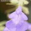 Thumbnail #3 of Salvia azurea by Gerris2