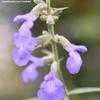 Thumbnail #1 of Salvia azurea by Gerris2