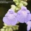 Thumbnail #2 of Salvia azurea by Gerris2