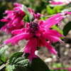 Thumbnail #4 of Salvia iodantha by Kell