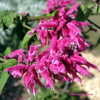 Thumbnail #2 of Salvia iodantha by Kell