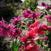 Thumbnail #3 of Salvia iodantha by Kell