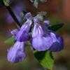 Thumbnail #1 of Salvia melissodora by Chilidawg