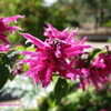 Thumbnail #5 of Salvia iodantha by Kell