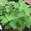 Thumbnail #5 of Salvia melissodora by Gerris2
