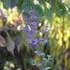 Thumbnail #4 of Salvia melissodora by Chilidawg