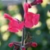 Thumbnail #1 of Salvia  by nectarplants