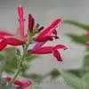 Thumbnail #2 of Salvia elegans by lunavox