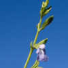 Thumbnail #3 of Salvia reflexa by angele